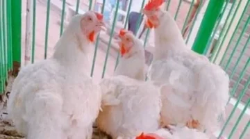 أسعار الفراخ البيضاء والأسماك بسوهاج تصل إلى 75 جنيهًا اليوم